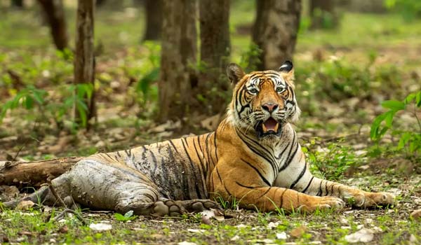 Wildlife Sanctuary in Rajasthan